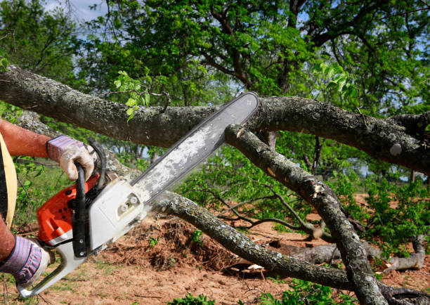 Mulching Services in Alexandria, VA